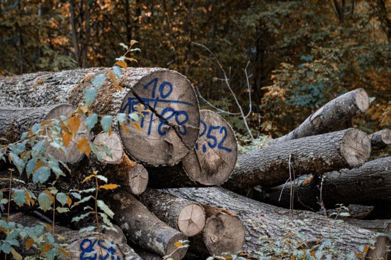 Harvested timber logs marked for traceability