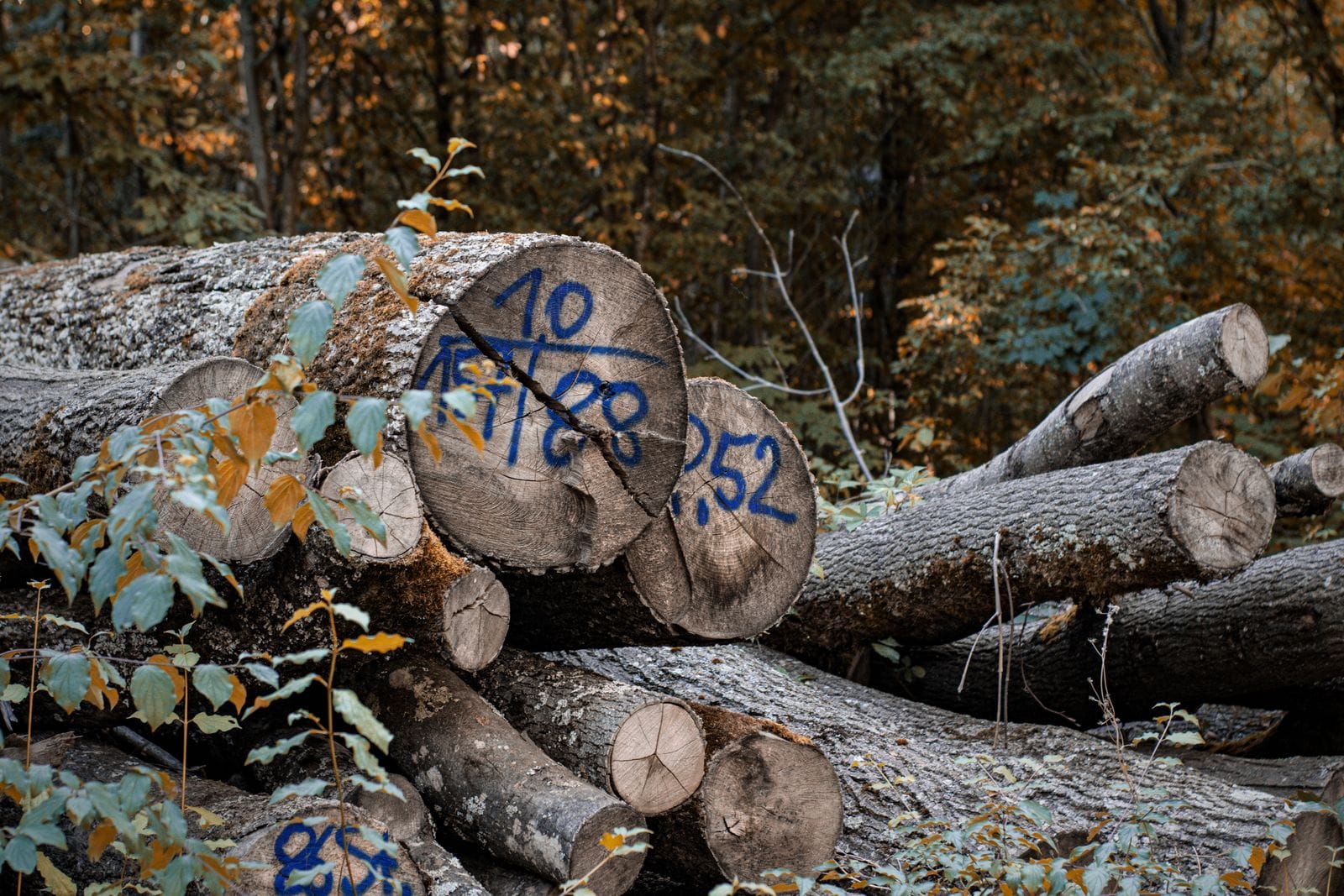 Harvested timber logs marked for traceability